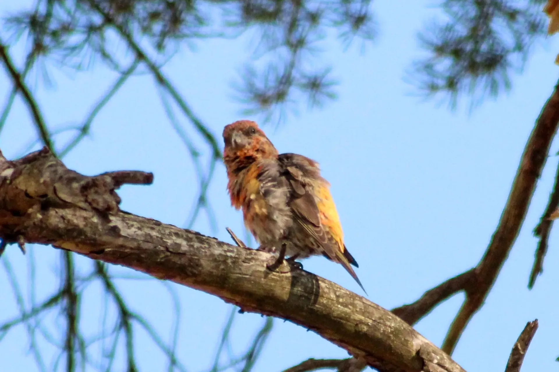 Home Page Background